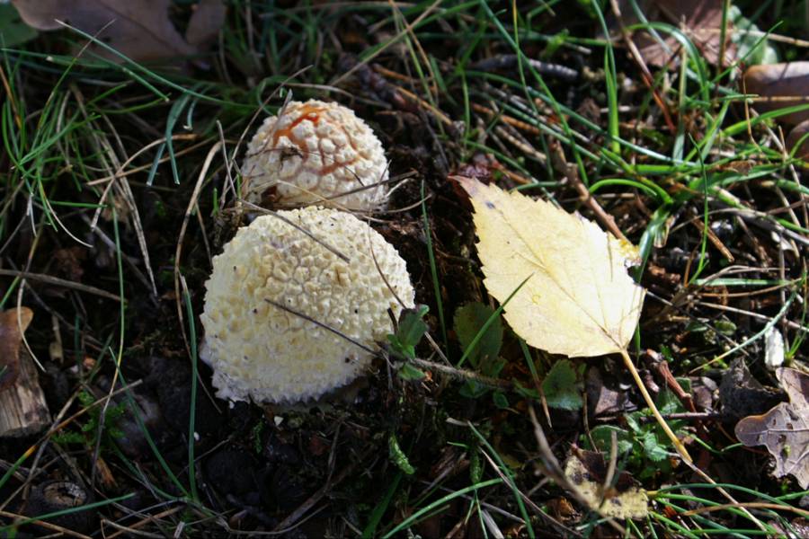 Speisepilze und giftige Doppelgänger - Fliegenpilz Myko AG im ...
